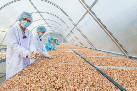 ตากตะไคร้ ตากตะไคร้